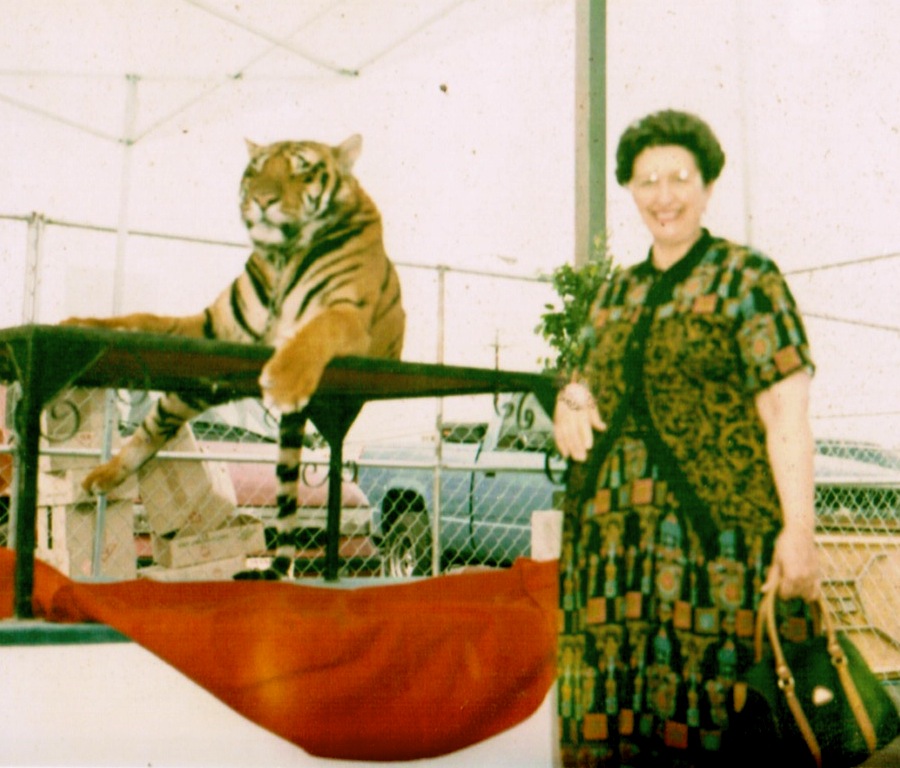 Circus Tiger