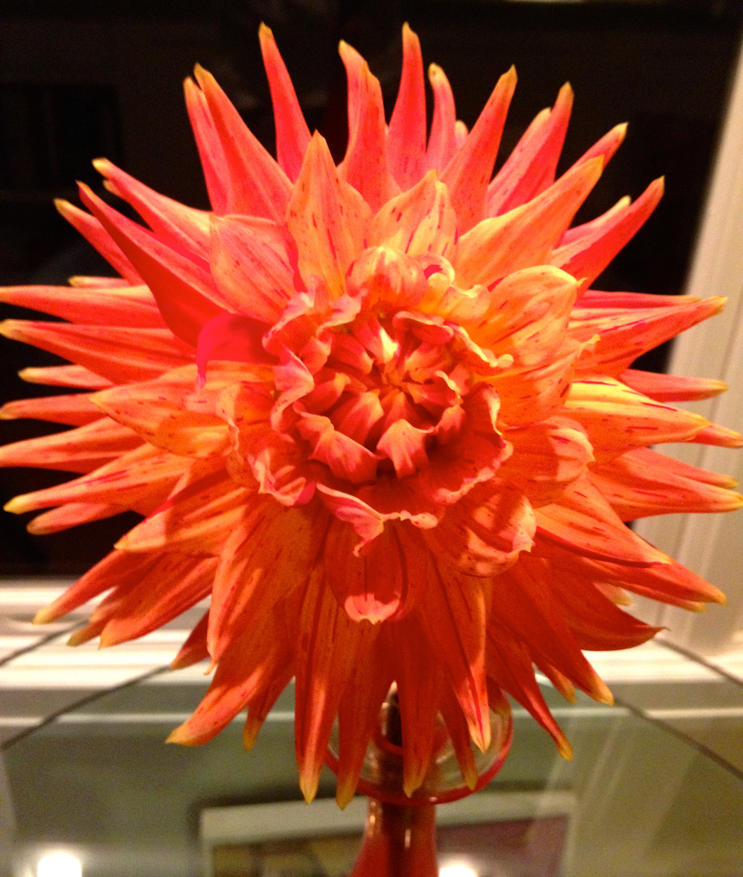 Awe and Respect for Life