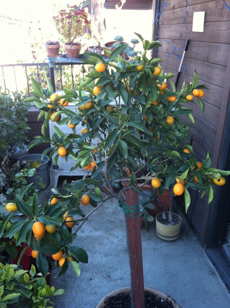 Kumquat Plant