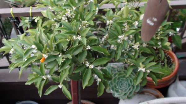 Blooming Kumquat